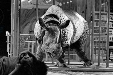 A black-and-white photo of a puppet rhino on the Festival Theatre stage. The puppet has its legs splayed and is facing the camera.