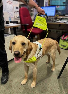 Stevie: a yellow labrador guide dog wearing his harness at Stage Door.