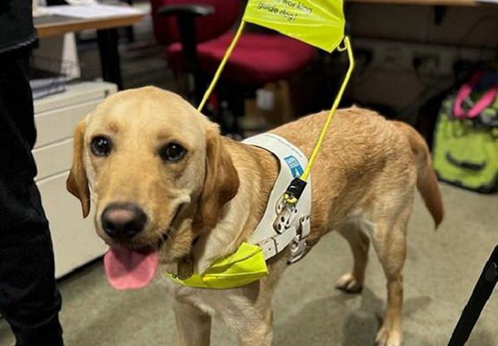 Stevie:  a yellow labrador guide dog wearing his harness at Stage Door.