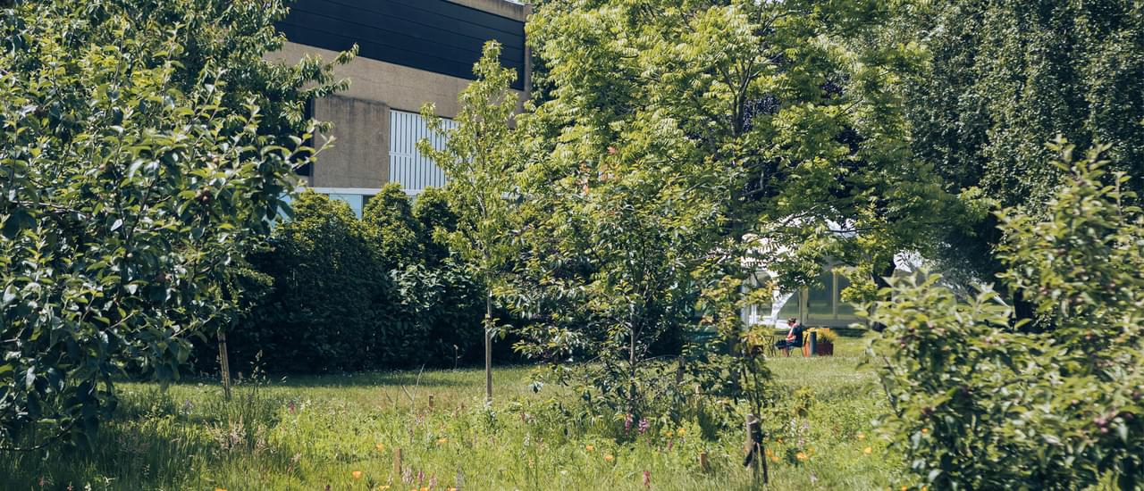 The side of the Festival Theatre is glimpsed through an orchard of trees in full leaf and a lush wildflower meadow, studded with yellow Californian poppies and purple orchids.