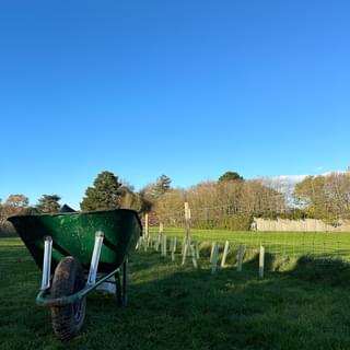 A green wheelbarrow on Oaklands Park full of plants ready for planting.