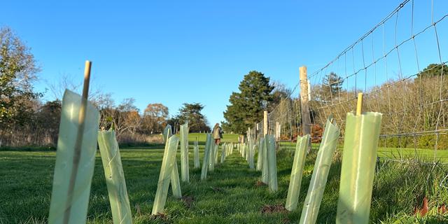 An image of our whips (baby plants) all wrapped up ready to grow. You can see Oaklands Park in the background, and lots of blue sky.