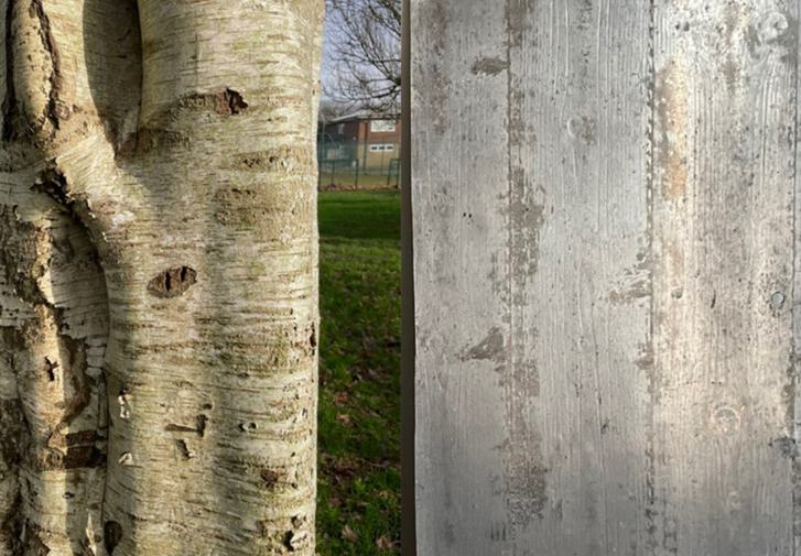 A silver birch tree trunk is on the right side next to aluminium panelling on the right - with an imprint of wood within it.