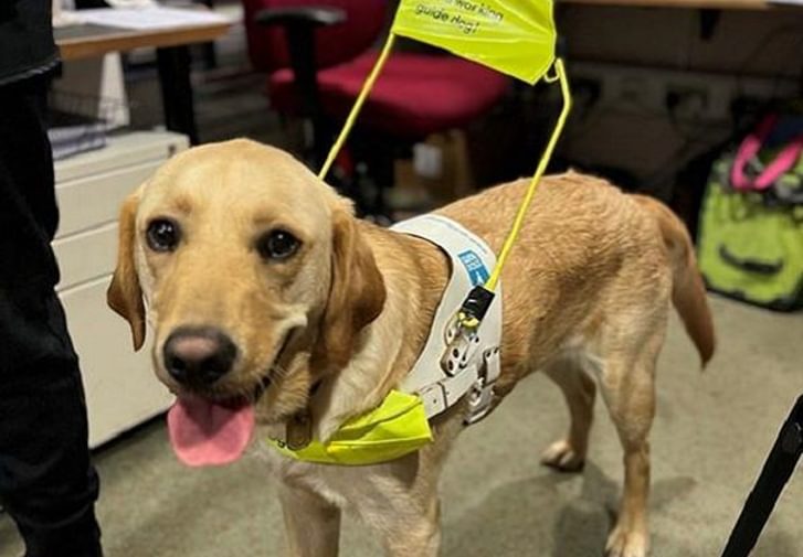 Stevie: a yellow labrador guide dog wearing his harness at Stage Door.