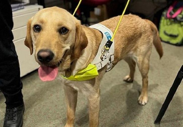 Stevie: a yellow labrador guide dog wearing his harness at Stage Door.