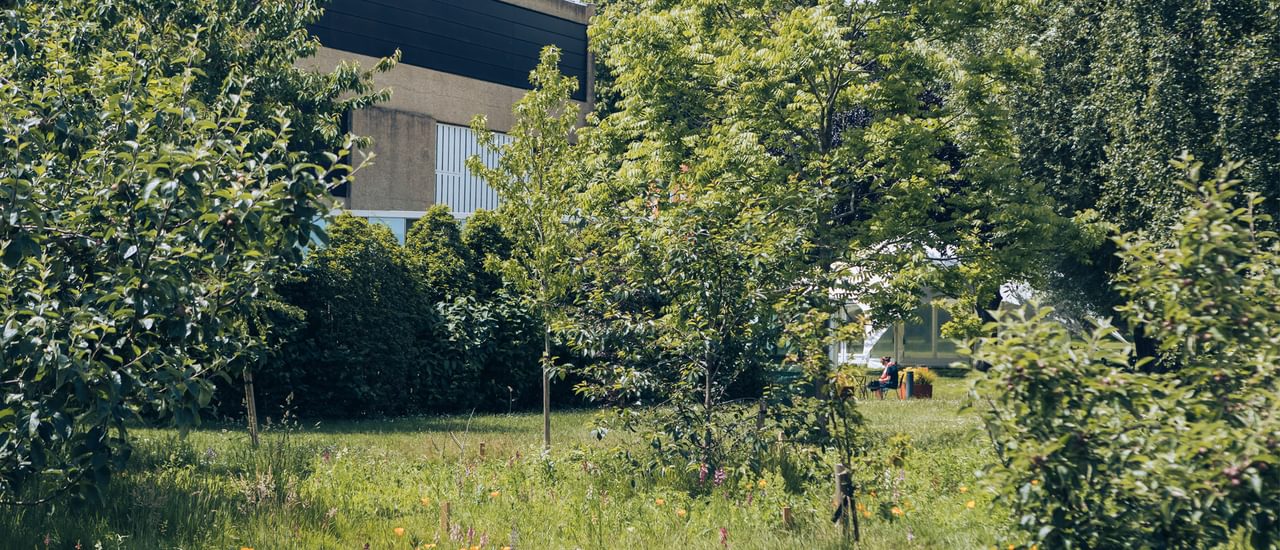 The side of the Festival Theatre is glimpsed through an orchard of trees in full leaf and a lush wildflower meadow, studded with yellow Californian poppies and purple orchids.