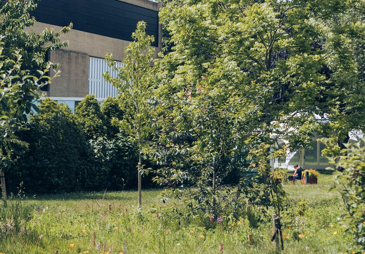 The side of the Festival Theatre is glimpsed through an orchard of trees in full leaf and a lush wildflower meadow, studded with yellow Californian poppies and purple orchids.