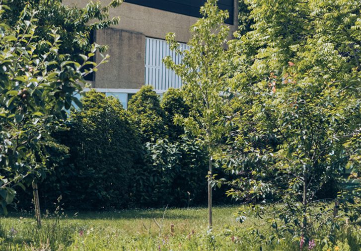 The side of the Festival Theatre is glimpsed through an orchard of trees in full leaf and a lush wildflower meadow, studded with yellow Californian poppies and purple orchids.