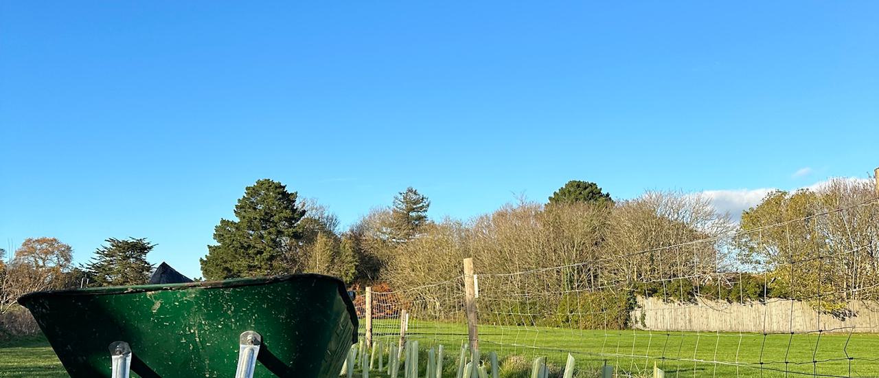 A green wheelbarrow on Oaklands Park full of plants ready for planting.