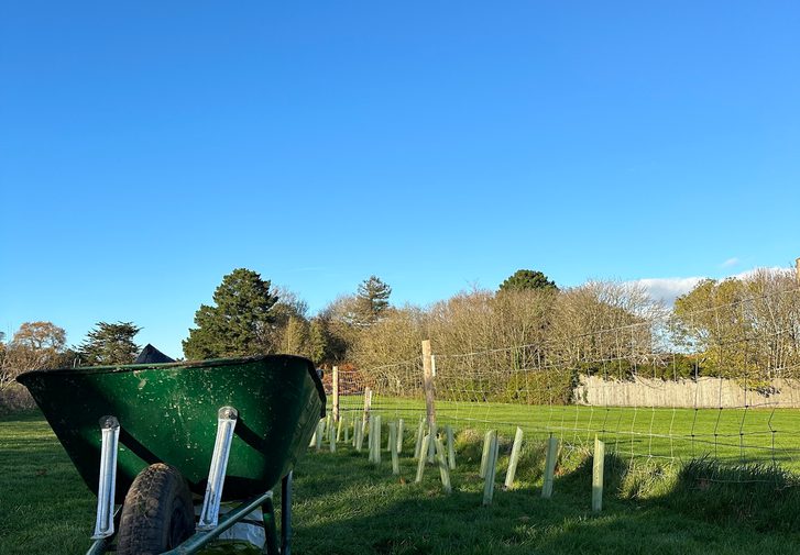 A green wheelbarrow on Oaklands Park full of plants ready for planting.